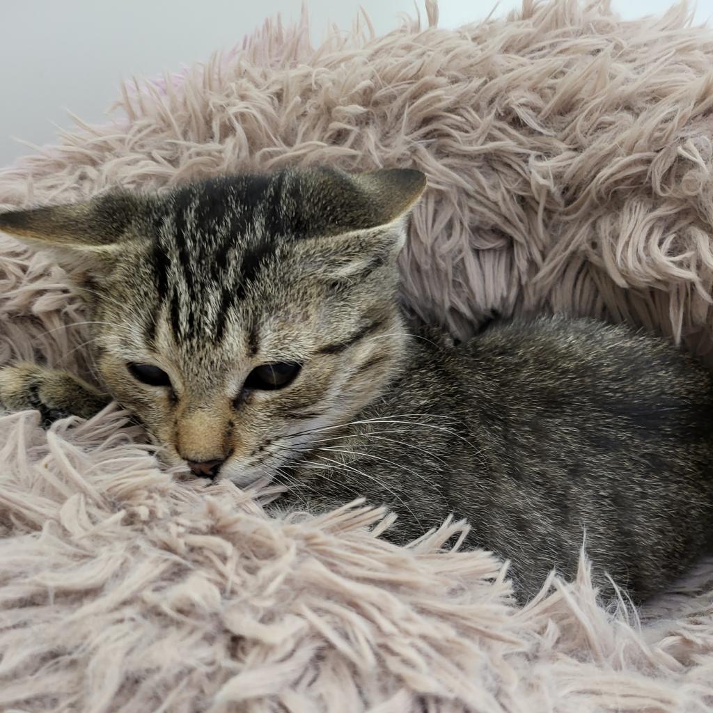 Cher, an adoptable Domestic Short Hair in Leesburg, FL, 34788 | Photo Image 1