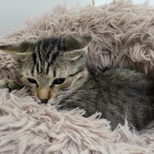 Cher, Adult Female Domestic Short Hair