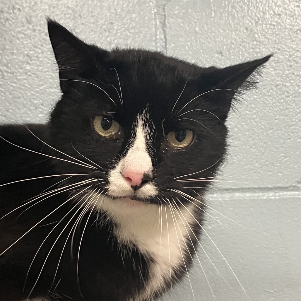 Ozzie, an adoptable Domestic Short Hair in Leesburg, FL, 34788 | Photo Image 1