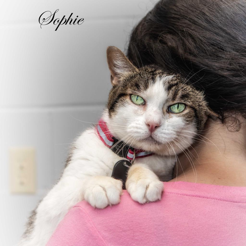 Sophie, an adoptable Domestic Short Hair in Leesburg, FL, 34788 | Photo Image 1