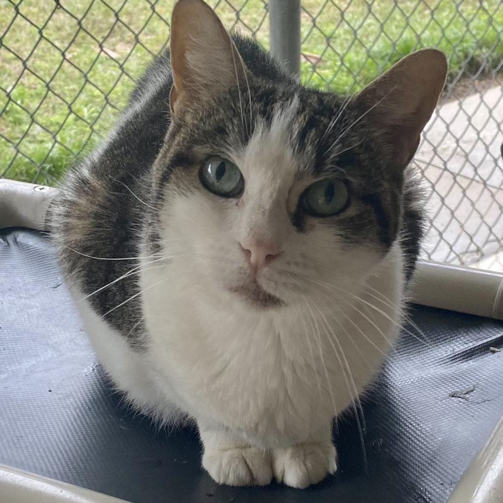 Sophie, an adoptable Domestic Short Hair in Leesburg, FL, 34788 | Photo Image 2