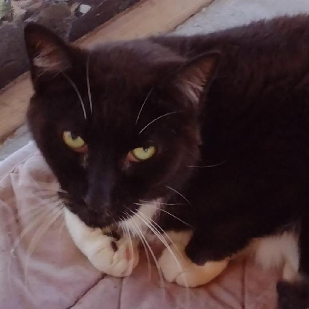 Rosco, an adoptable Domestic Short Hair in Leesburg, FL, 34788 | Photo Image 1