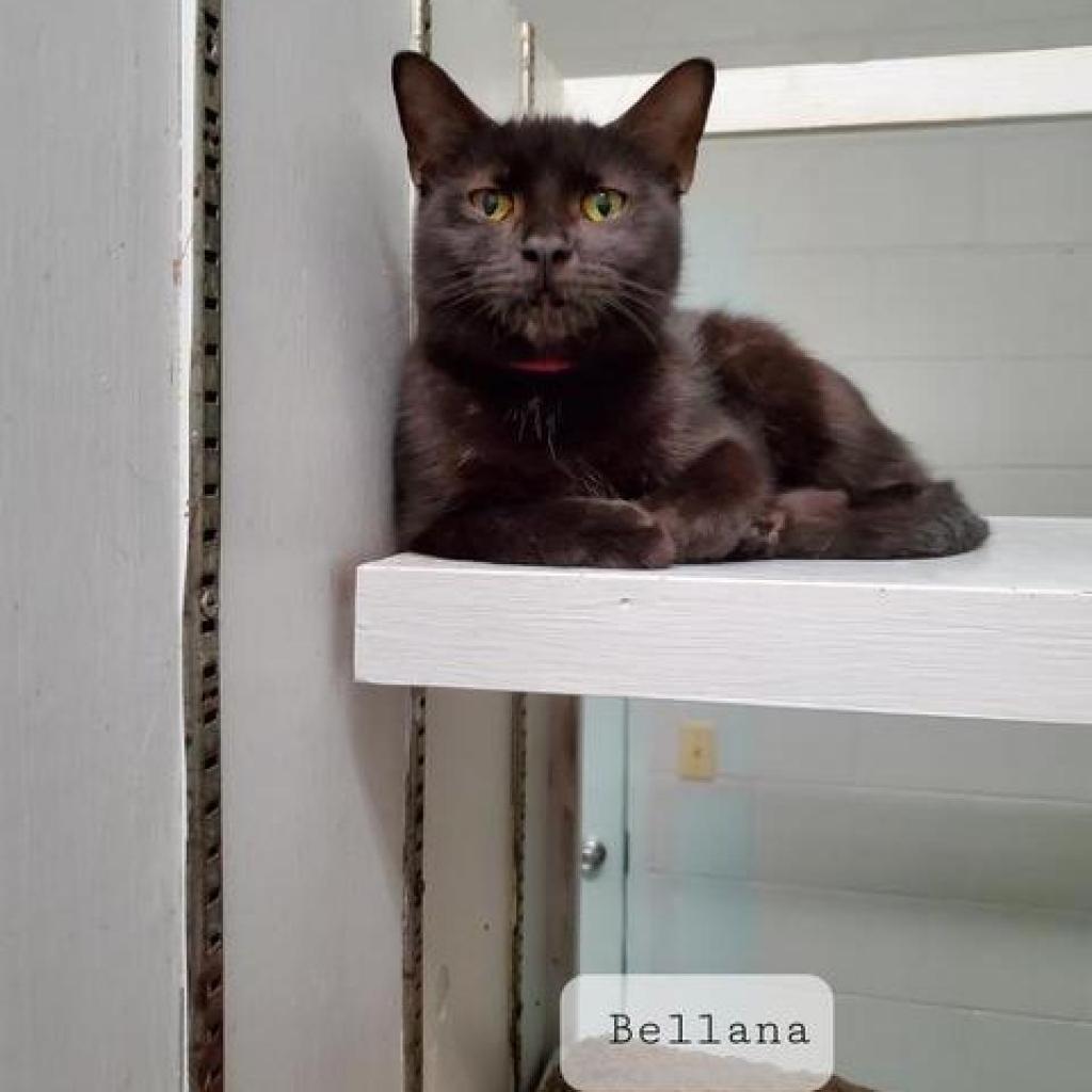 Bellana, an adoptable Domestic Short Hair in Leesburg, FL, 34788 | Photo Image 1