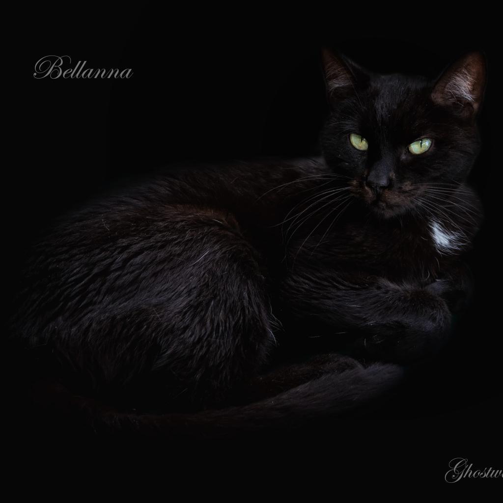 Bellana, an adoptable Domestic Short Hair in Leesburg, FL, 34788 | Photo Image 2