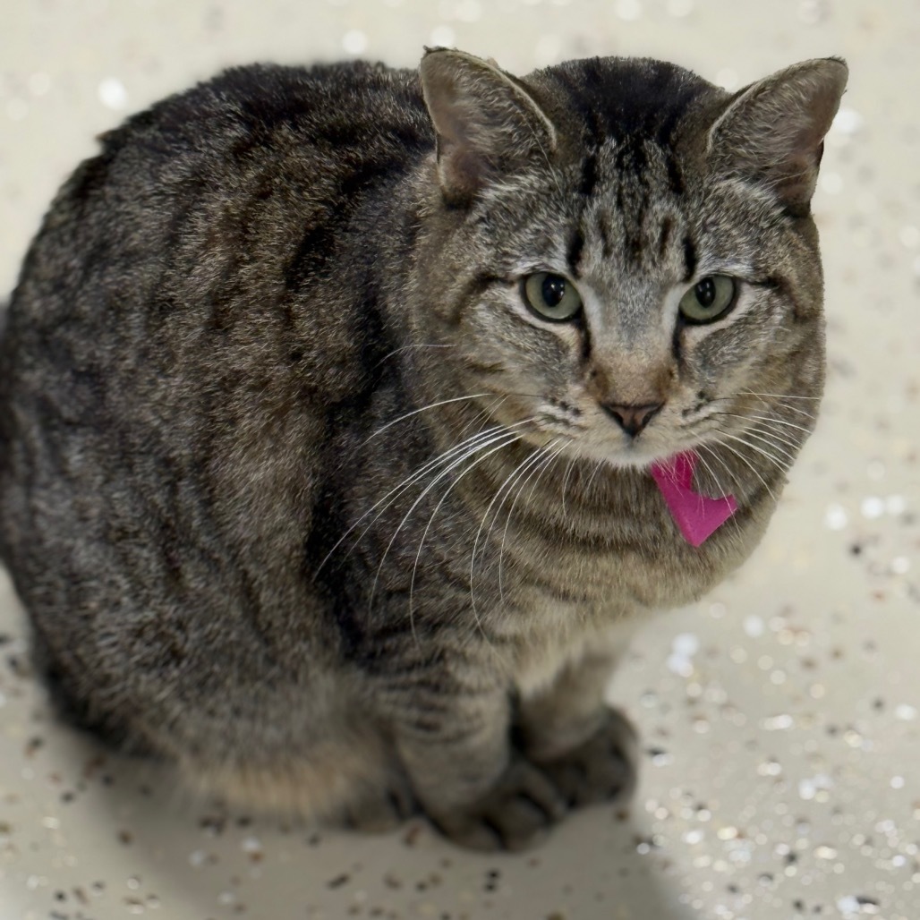 Smokey, an adoptable Domestic Short Hair in Leesburg, FL, 34788 | Photo Image 1
