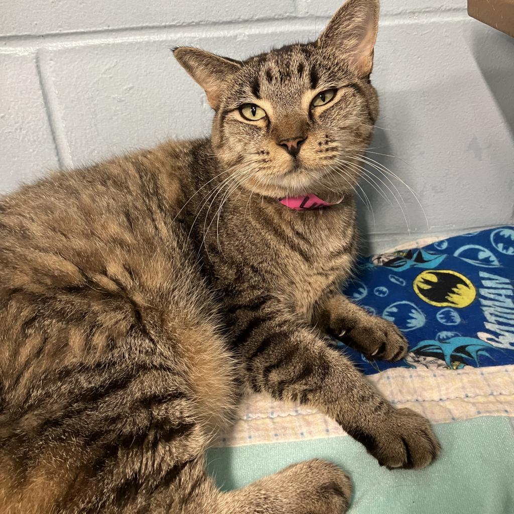 Smokey, an adoptable Domestic Short Hair in Leesburg, FL, 34788 | Photo Image 2