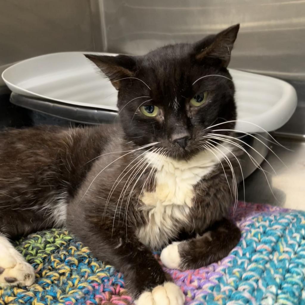 Comet, an adoptable Domestic Short Hair in Leesburg, FL, 34788 | Photo Image 1