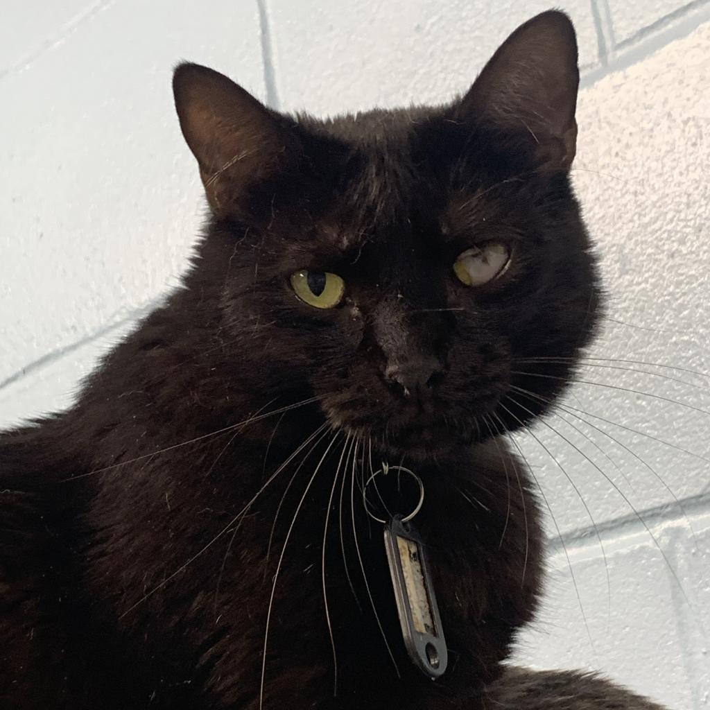 Licorice, an adoptable Domestic Short Hair in Leesburg, FL, 34788 | Photo Image 1