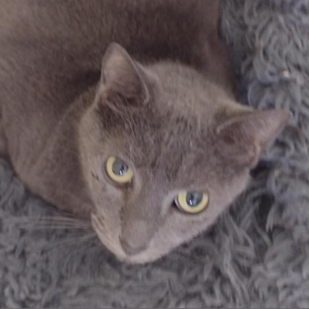 Nicky, an adoptable Domestic Short Hair in Leesburg, FL, 34788 | Photo Image 1