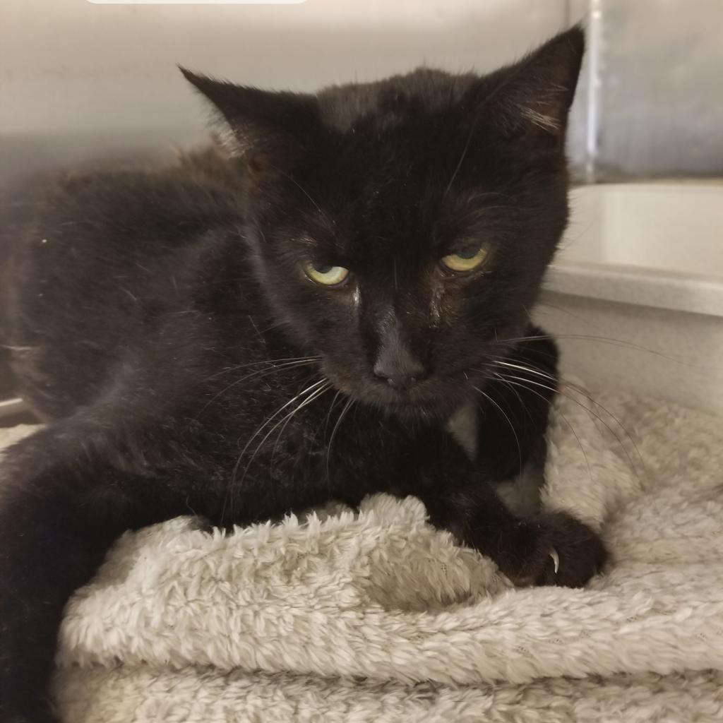 Sensi, an adoptable Domestic Short Hair in Leesburg, FL, 34788 | Photo Image 1
