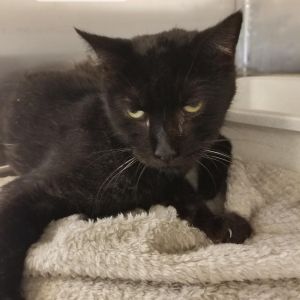 Sensi, Senior Female Domestic Short Hair