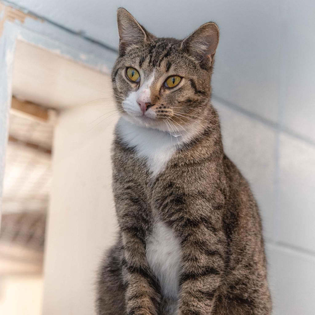 Herman, an adoptable Domestic Short Hair in Leesburg, FL, 34788 | Photo Image 1