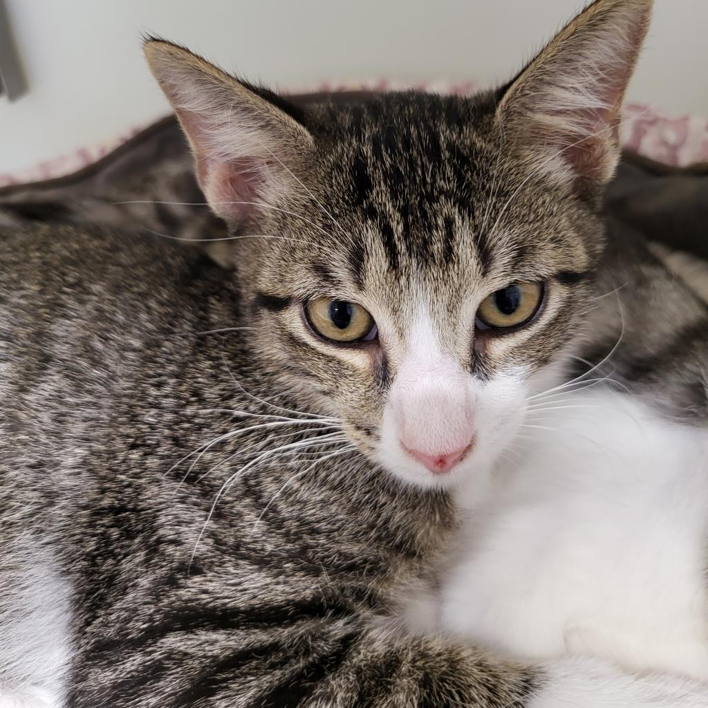 Herman, an adoptable Domestic Short Hair in Leesburg, FL, 34788 | Photo Image 2