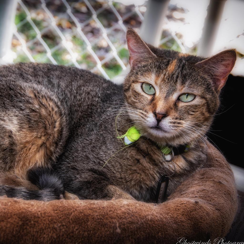 Patti
