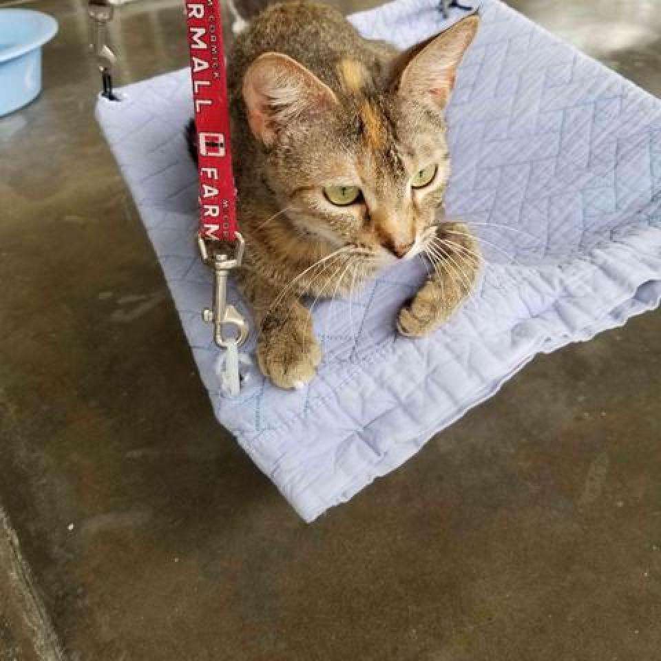 Patti, an adoptable Domestic Short Hair in Leesburg, FL, 34788 | Photo Image 2