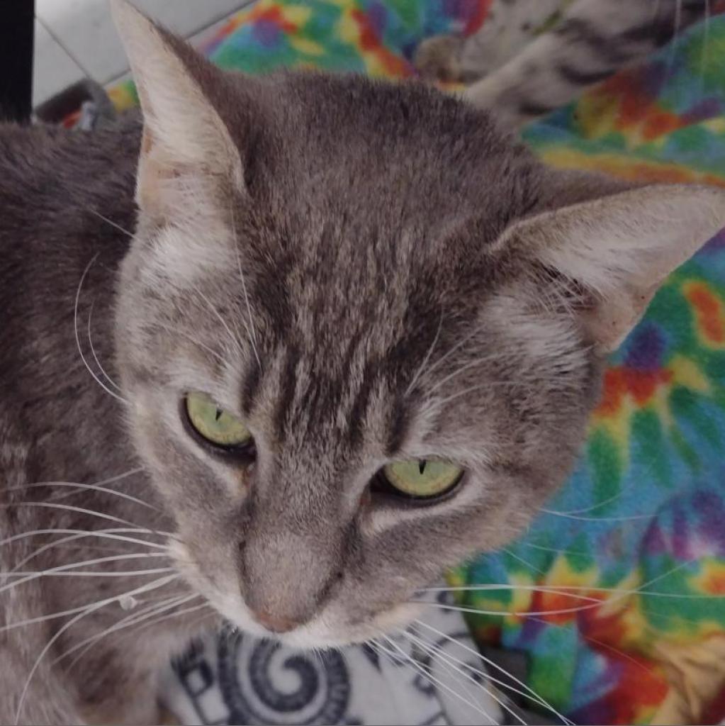 Sweeti Pie, an adoptable Domestic Short Hair in Leesburg, FL, 34788 | Photo Image 1