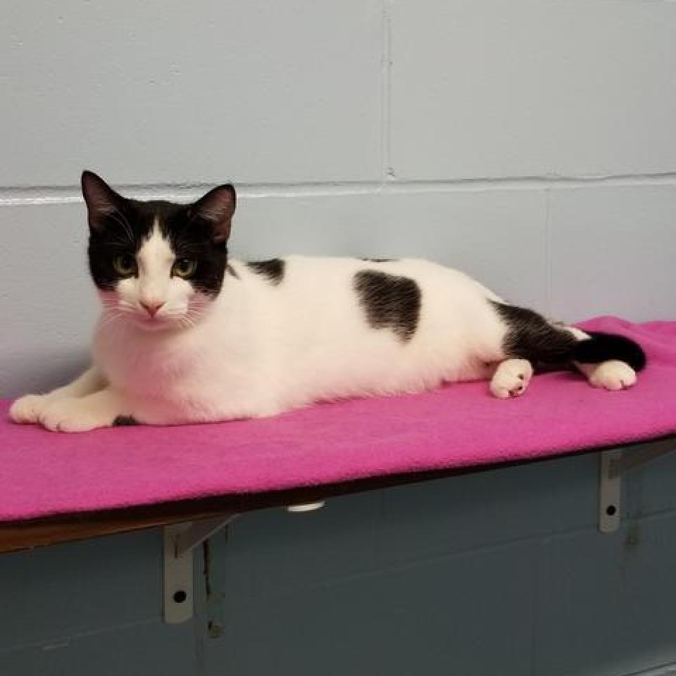 Clay, an adoptable Domestic Short Hair in Leesburg, FL, 34788 | Photo Image 1