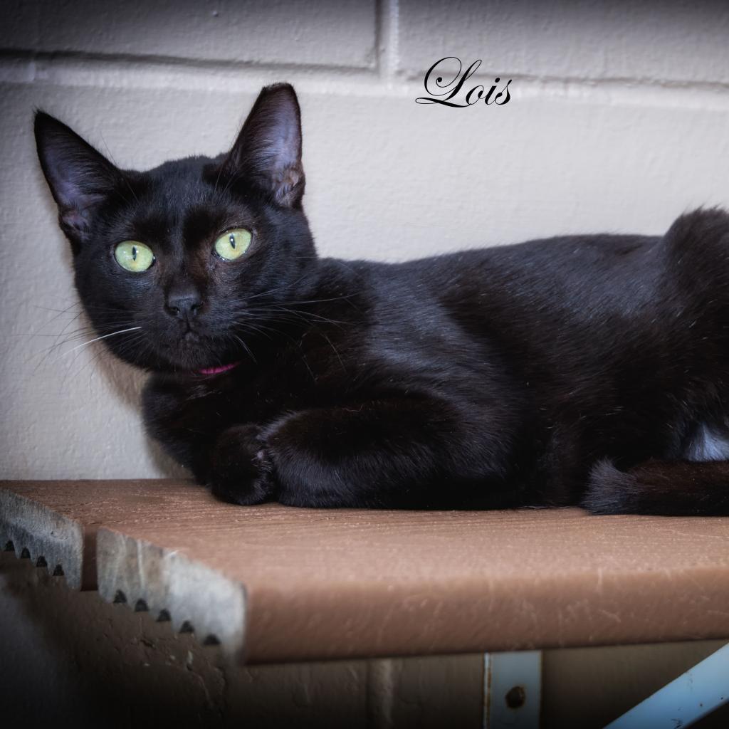 Lois, an adoptable Domestic Short Hair in Leesburg, FL, 34788 | Photo Image 1