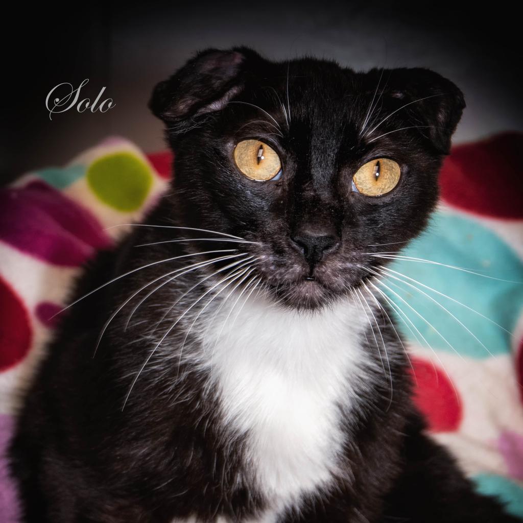 Solo, an adoptable Domestic Short Hair in Leesburg, FL, 34788 | Photo Image 1
