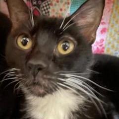 Solo, an adoptable Domestic Short Hair in Leesburg, FL, 34788 | Photo Image 2