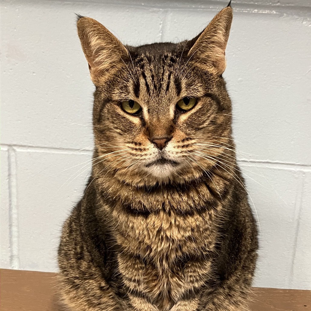 Iris, an adoptable Domestic Short Hair in Leesburg, FL, 34788 | Photo Image 1