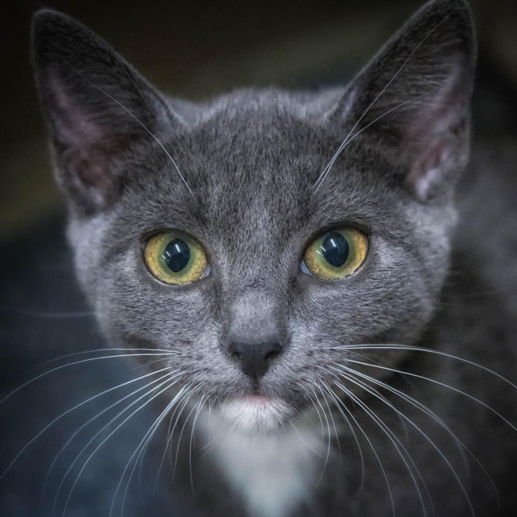 Little Tuck, an adoptable Domestic Short Hair in Leesburg, FL, 34788 | Photo Image 1