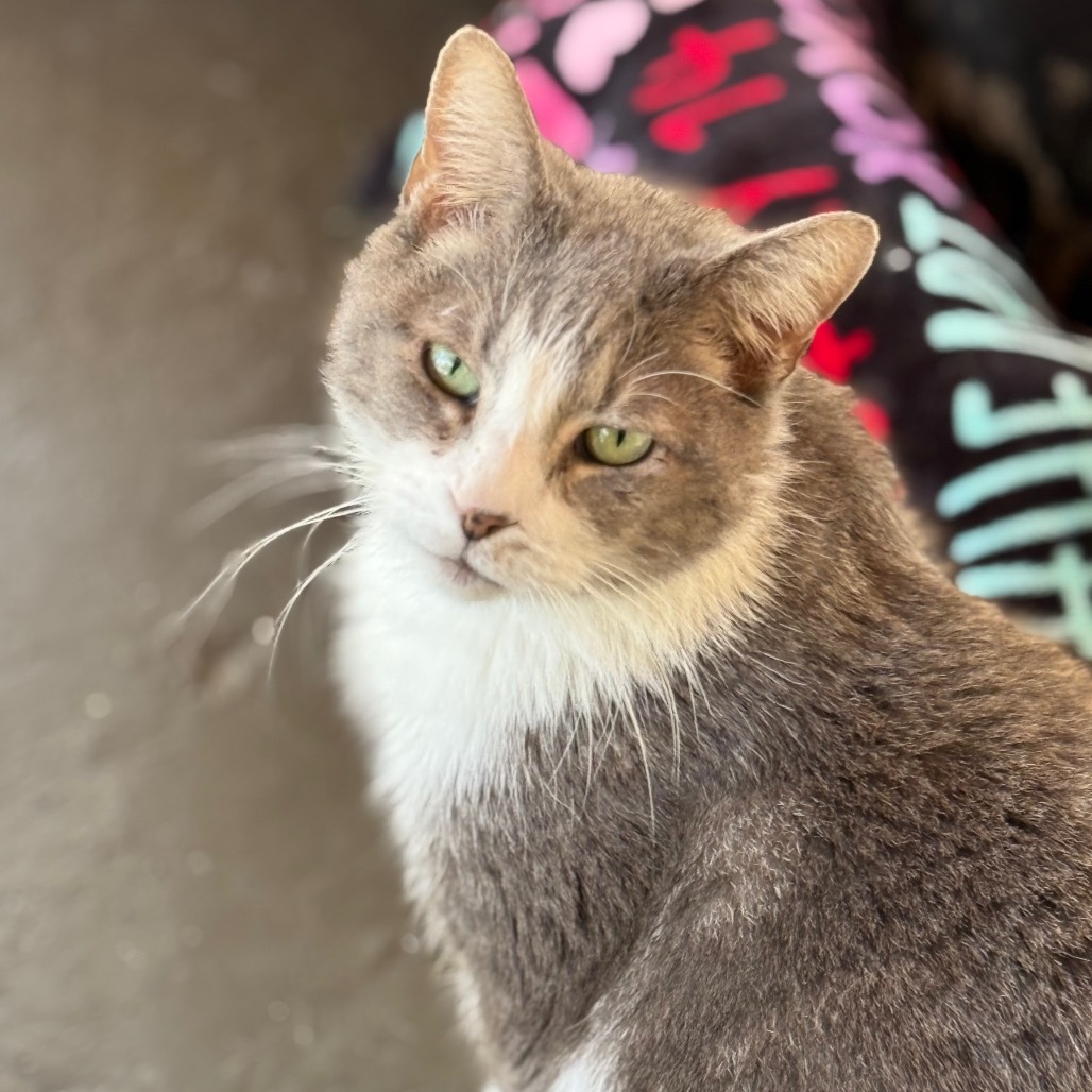 Opie, an adoptable Domestic Short Hair in Leesburg, FL, 34788 | Photo Image 1