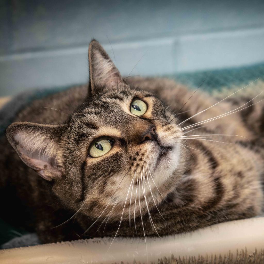 Buffy the Mouse Slayer, an adoptable Domestic Short Hair in Leesburg, FL, 34788 | Photo Image 1