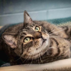 Buffy the Mouse Slayer, Senior Female Domestic Short Hair