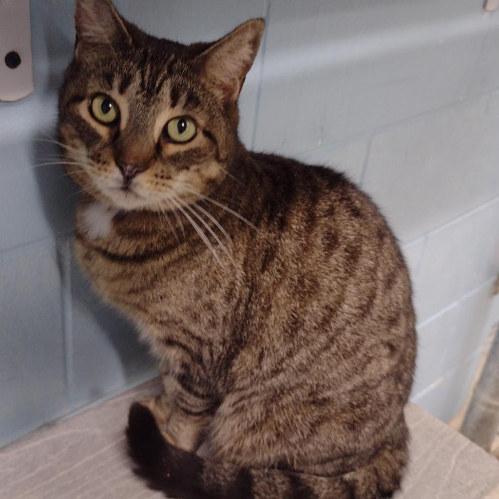 Buffy the Mouse Slayer, an adoptable Domestic Short Hair in Leesburg, FL, 34788 | Photo Image 2