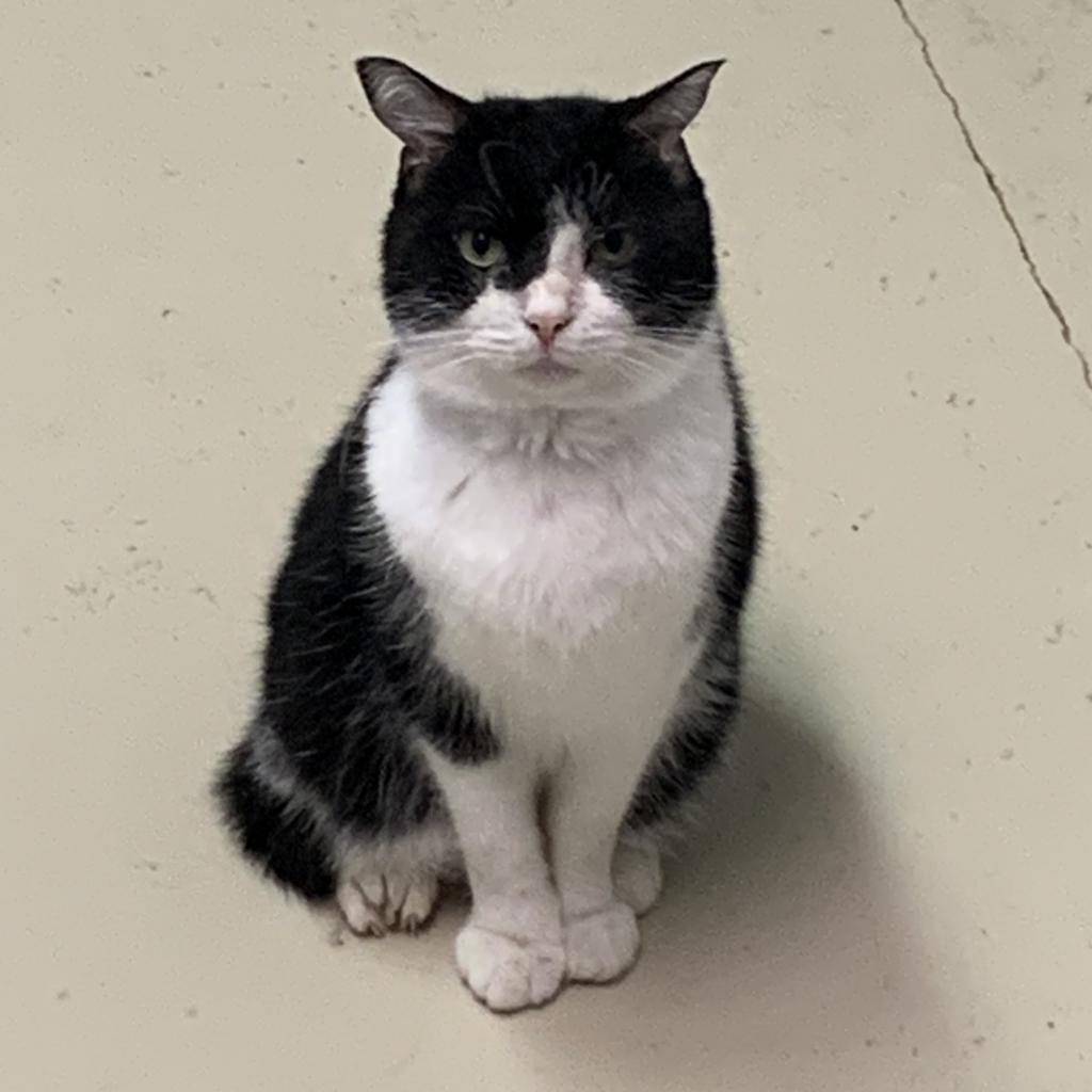 Finnian, an adoptable Domestic Short Hair in Leesburg, FL, 34788 | Photo Image 1
