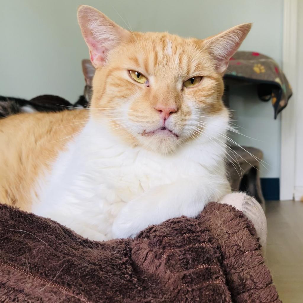 Zeus Zion, an adoptable Domestic Short Hair in Leesburg, FL, 34788 | Photo Image 1