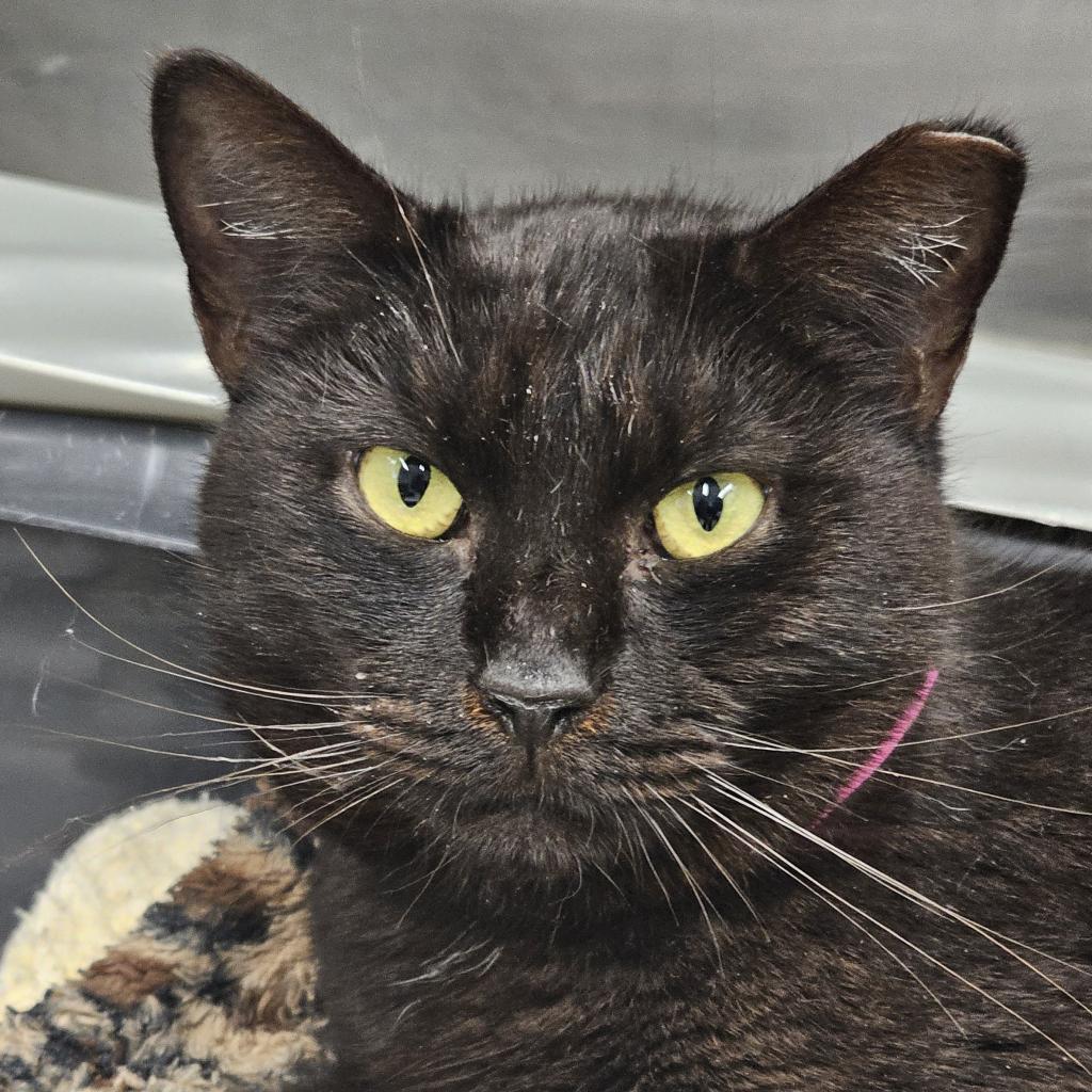 Kitty, an adoptable Domestic Short Hair in Leesburg, FL, 34788 | Photo Image 1