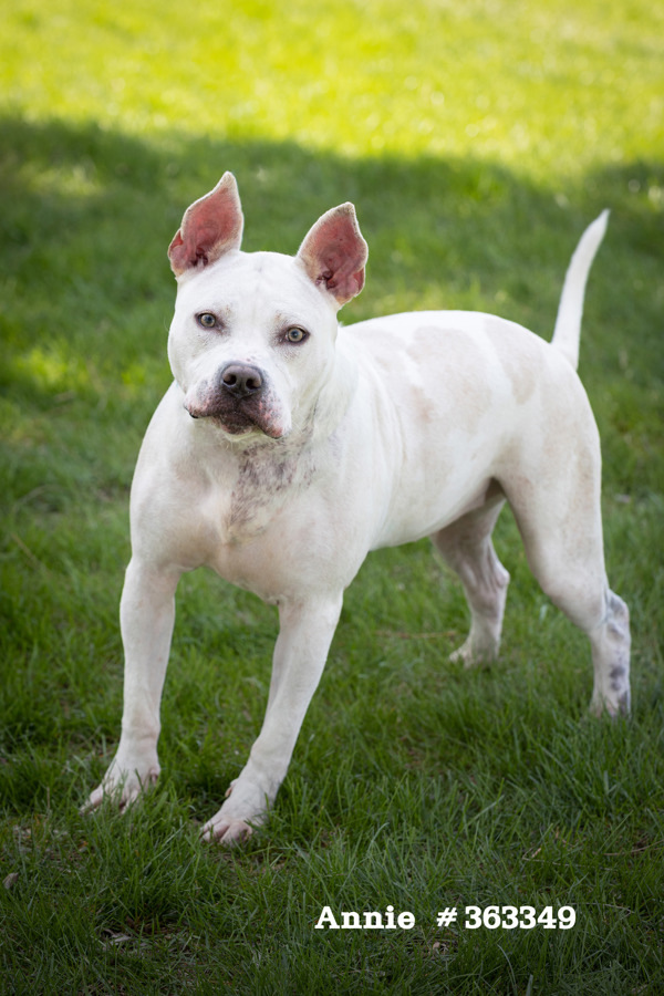 Annie, an adoptable Mixed Breed in Pontiac, MI, 48341 | Photo Image 5