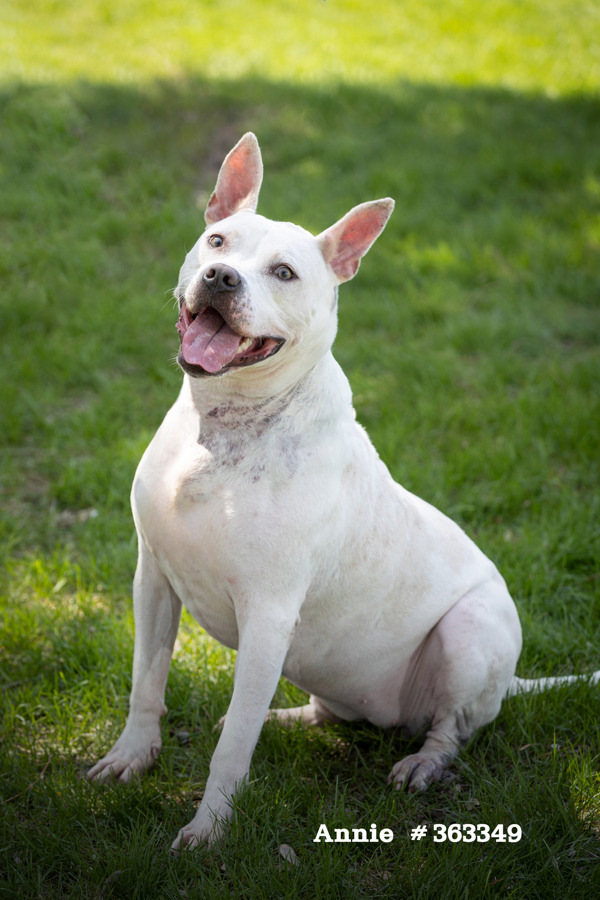 Annie, an adoptable Mixed Breed in Pontiac, MI, 48341 | Photo Image 2
