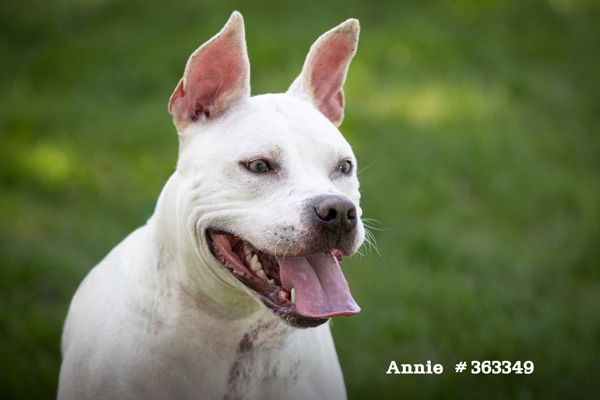 Annie, an adoptable Mixed Breed in Pontiac, MI, 48341 | Photo Image 4