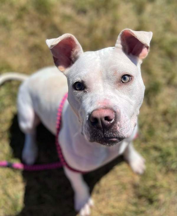 Annie, an adoptable Mixed Breed in Pontiac, MI, 48341 | Photo Image 5