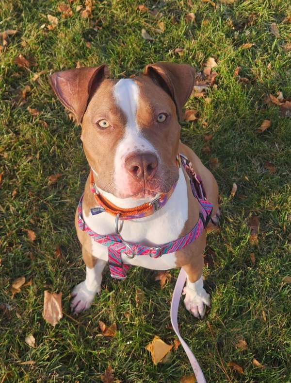 Atari^^^^^, an adoptable Pit Bull Terrier in Pontiac, MI, 48341 | Photo Image 2