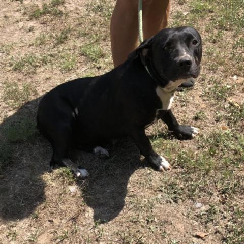 Margarita, an adoptable Pit Bull Terrier in Denison, TX_image-1