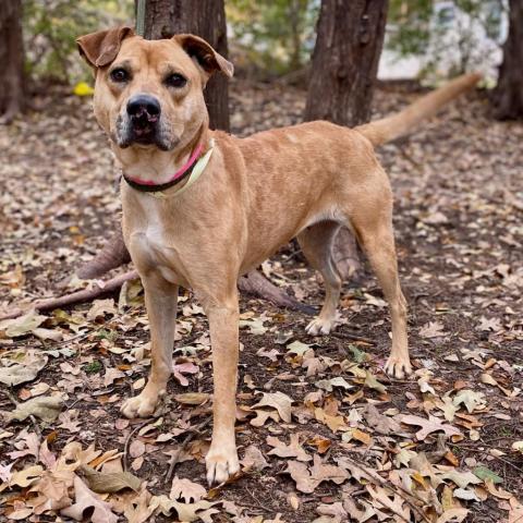 Pullet, an adoptable Black Mouth Cur Mix in Denison, TX_image-5