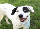 HARLEY's profile on Petfinder.com