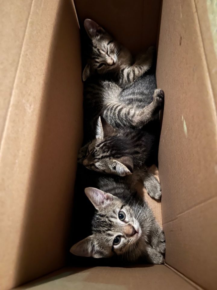 Kittens! 5