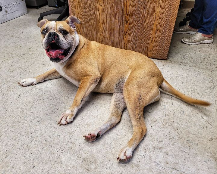Jazz (Bulldog), an adoptable American Bulldog in Eglin AFB, FL_image-5