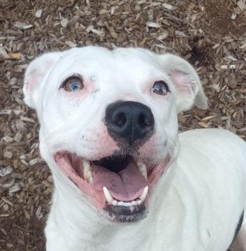 Dog for adoption - Moira, a Dalmatian & Whippet Mix in Warwick, NY |  Petfinder
