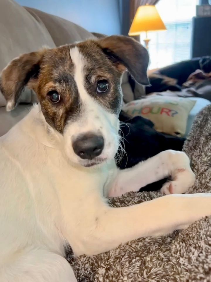 Millie, an adoptable Collie & Beagle Mix in Cincinnati, OH_image-1