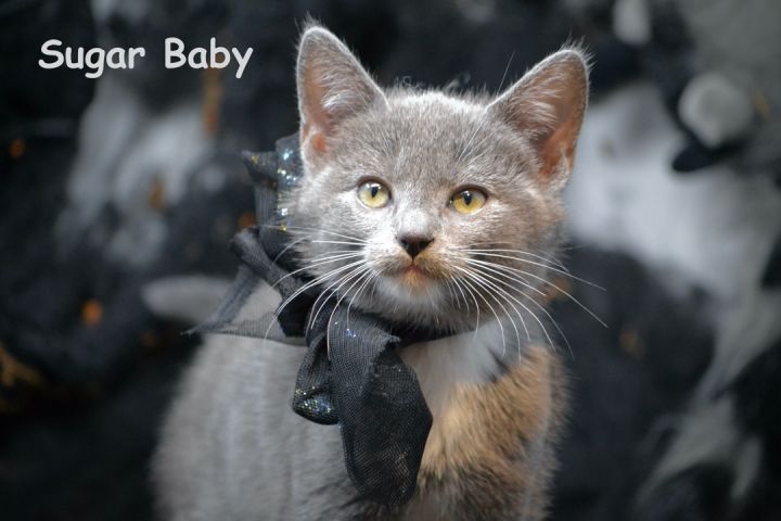 Sugar Baby, an adopted Domestic Medium Hair in Sevierville, TN_image-1
