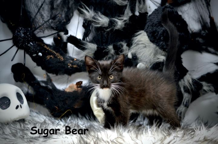 Sugar Bear, an adopted Domestic Medium Hair in Sevierville, TN_image-2