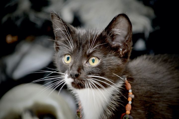 Sugarkins, an adopted Domestic Medium Hair in Sevierville, TN_image-1