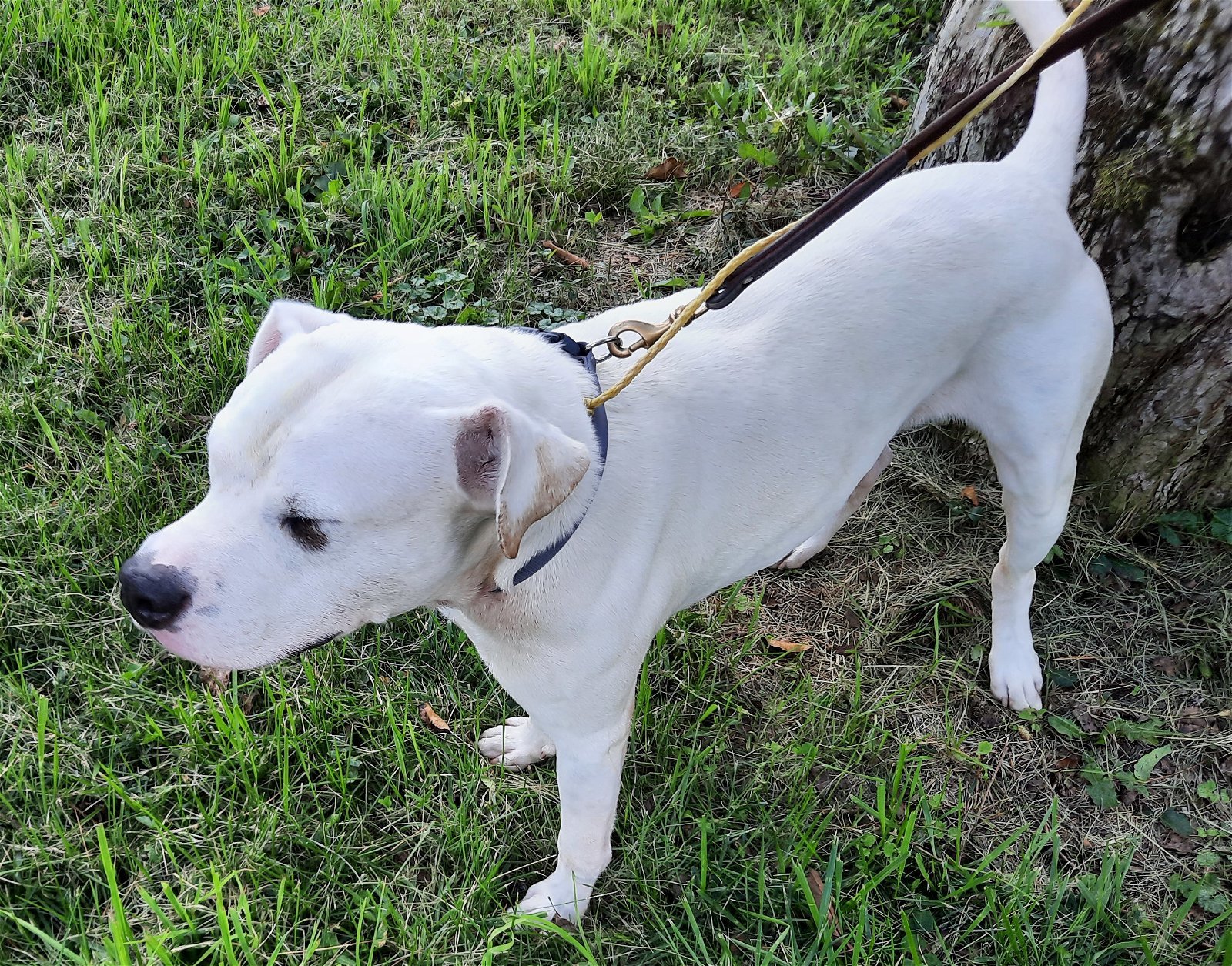Alfred, an adoptable American Bulldog in Mcconnelsville, OH, 43756 | Photo Image 3