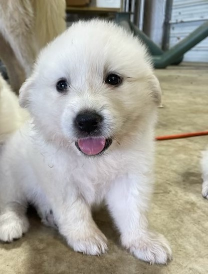 Star of the Texas Sports Litter HTX
